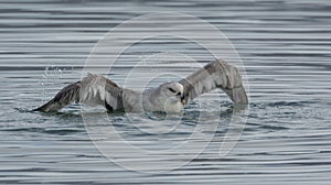 Northern Fulmar taking a bath in Scoresby Sund, East Greenland photo