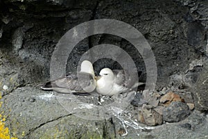 Northern fulmars, Carrick-a-Rede, Northern Ireland