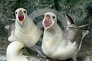 Northern fulmars, Carrick-a-Rede, Northern Ireland