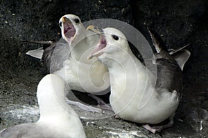 Northern fulmars, Carrick-a-Rede, Northern Ireland