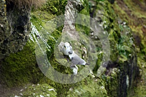 Northern fulmars, Carrick-a-Rede, Northern Ireland