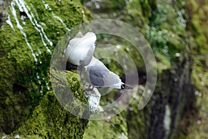 Northern fulmars, Carrick-a-Rede, Northern Ireland