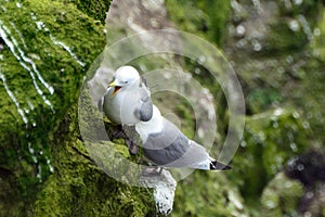 Northern fulmars, Carrick-a-Rede, Northern Ireland