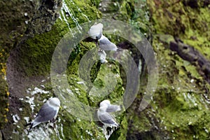 Northern fulmars, Carrick-a-Rede, Northern Ireland