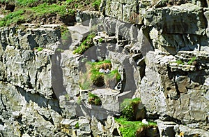 Northern fulmars, Shetland