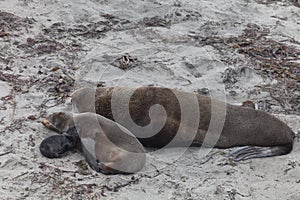 Northern fur seal