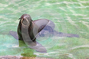 Northern fur seal