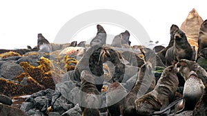 Northern fur seal animal.