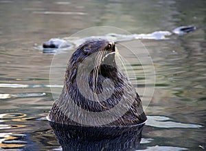 Northern fur seal marine photo