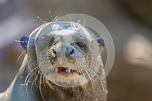 Northern fur seal, or sea cat Callorhinus ursinus pinniped mammal close up portrait