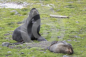 Northern fur seal sitting on the grass with their