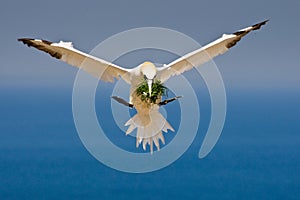 Northern Gannet