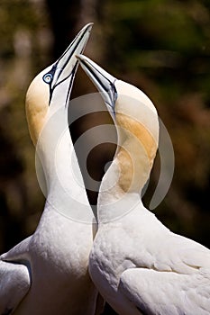 Northern Gannet