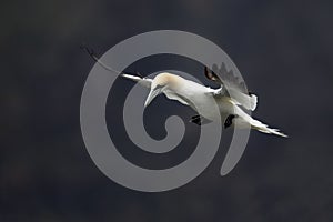 Northern Gannet