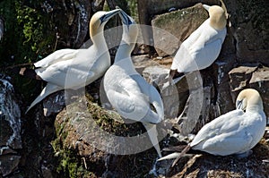 Northern gannet