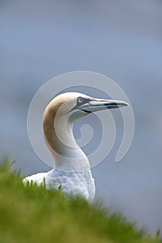 Northern Gannet photo