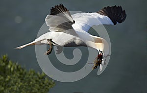 Northern gannet