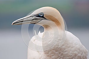 Northern gannet