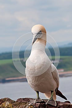 Northern gannet