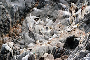 Northern gannet