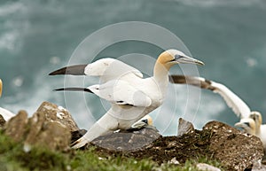 Northern Gannet