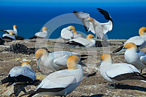 Northern Gannet