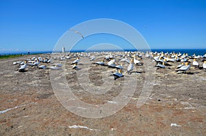 Northern Gannet