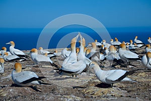 Northern Gannet