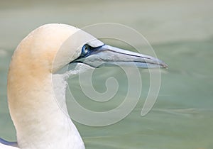 Northern Gannet