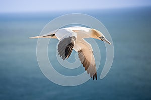 Northern gannet in the air