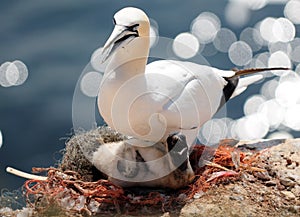 Northern Gannet With Baby In The Nest Breeding On The Edge Of The Cliffs On Helgoland Island Germany