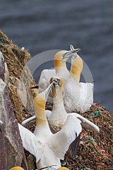 Northern Gannet Behavior