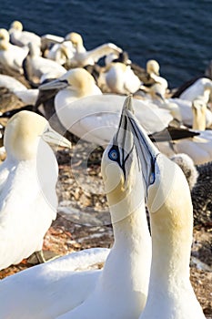 Northern Gannet billing - Morus bassanus