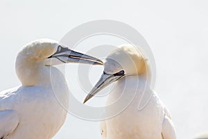 Northern Gannet billing - Morus bassanus