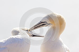 Northern Gannet billing - Morus bassanus