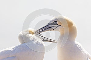 Northern Gannet billing - Morus bassanus