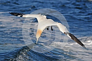 Northern Gannet bird over sea