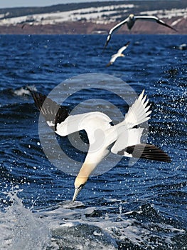Northern Gannet bird over sea photo