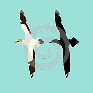 Northern gannet bird vector illustration flat style silhouette