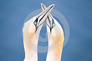 Northern gannet, birds in love