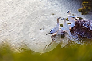 Northern Gannet breeding pair - Morus bassanus