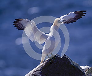 Northern gannet in breeding plumage