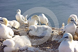 Northern gannet chicks Heligoland Helgoland