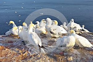 Northern gannet chicks Heligoland Helgoland