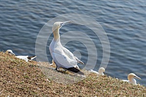 Northern Gannet on a cliff on Helgoland islands