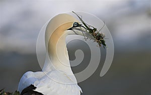 Northern Gannet on cliff with nesting material