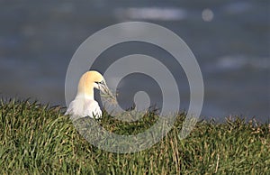 Northern Gannet on cliff with nesting material
