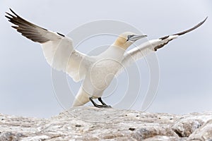 Northern Gannet on a cliff spreading wings
