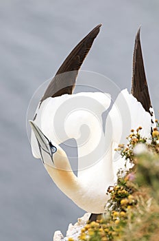 Northern Gannet on cliff with wild flowers