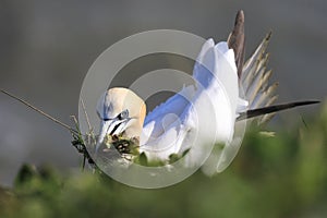 Northern Gannet on cliff with wild nesting material